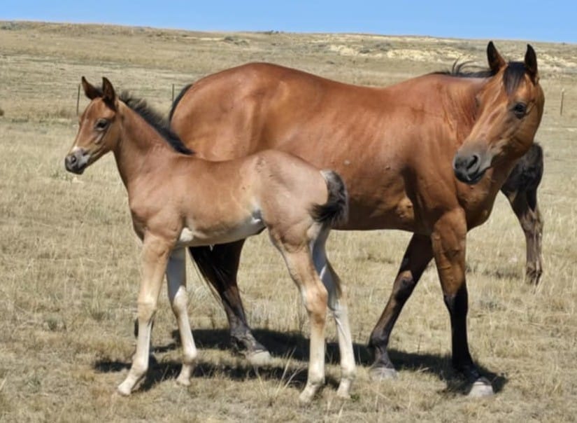 A+ disposition,bay roan filly