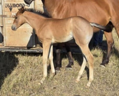 A+ disposition,bay roan filly