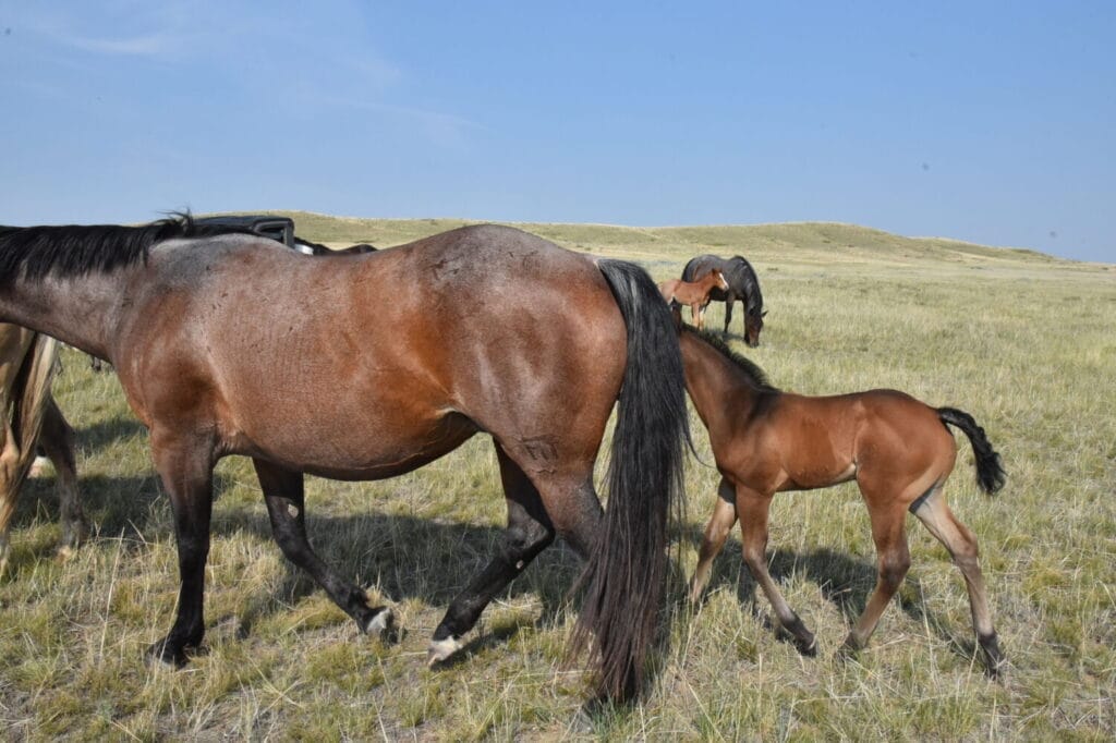 Big strong bay roan roping prospect.