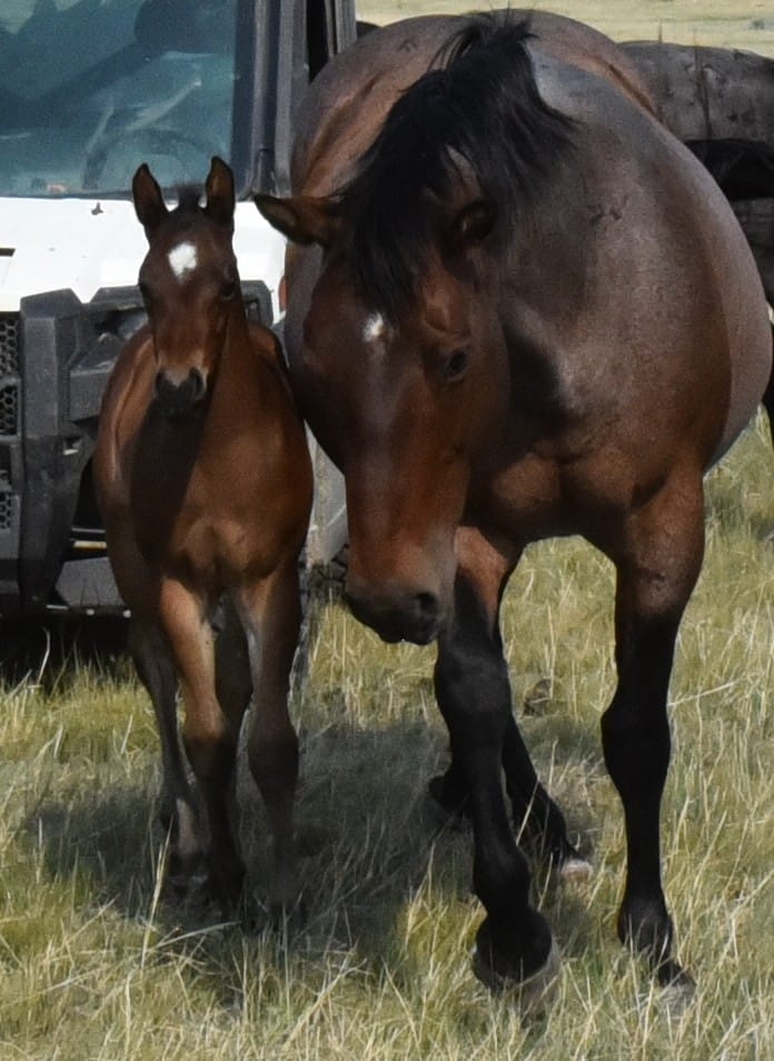 Big strong bay roan roping prospect.