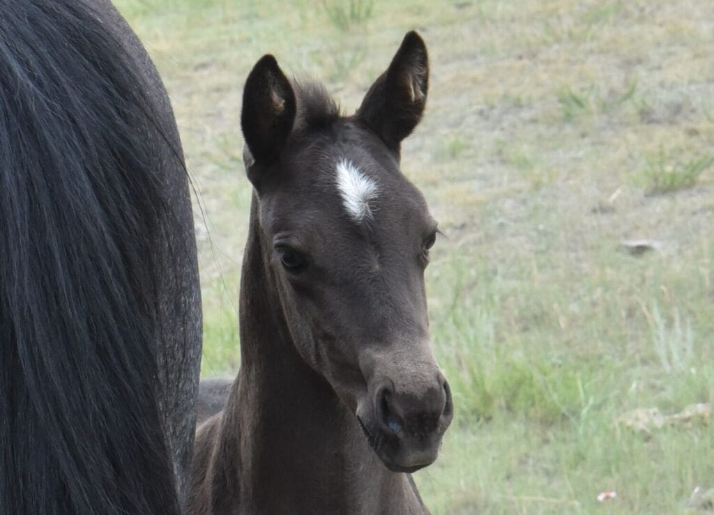 homozygous black and roan