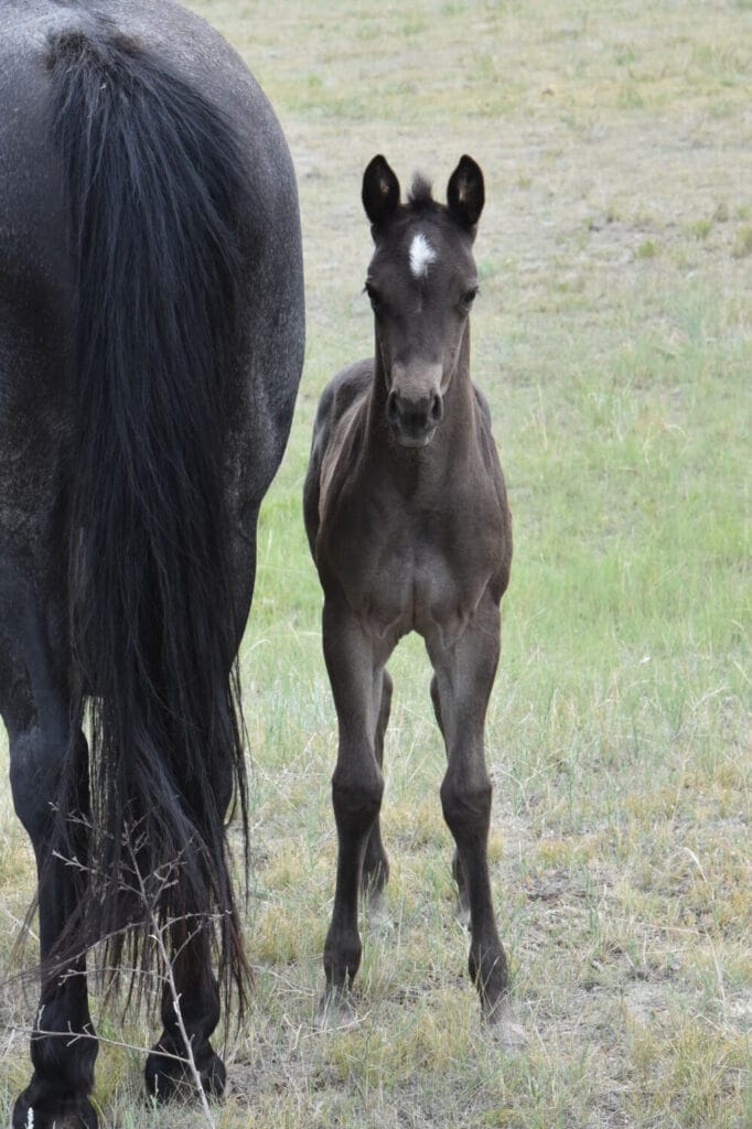 homozygous black and roan