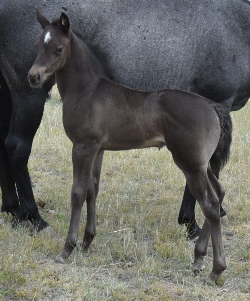 homozygous black and roan