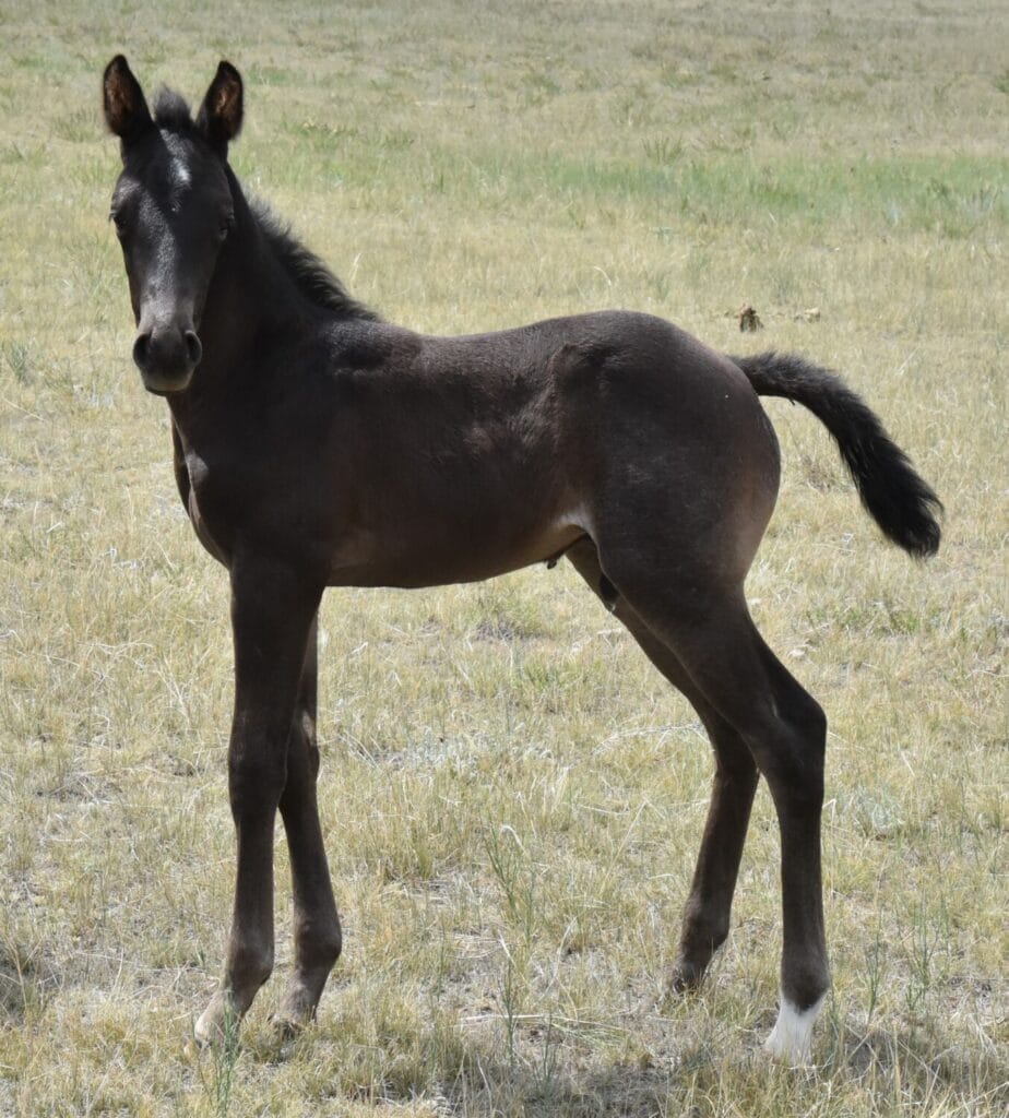 A Vintage Smoke and Colonel Doc Bar Chex breeding