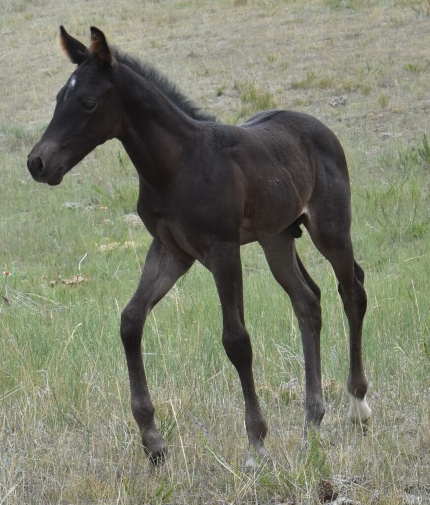 A Vintage Smoke and Colonel Doc Bar Chex breeding