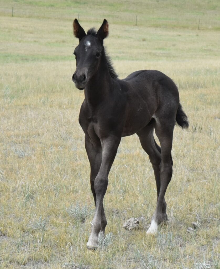 A Vintage Smoke and Colonel Doc Bar Chex breeding