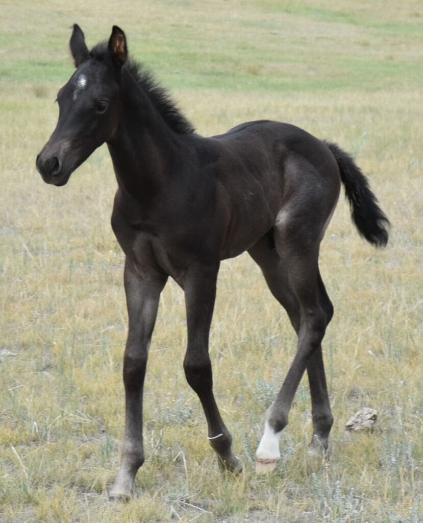 A Vintage Smoke and Colonel Doc Bar Chex breeding
