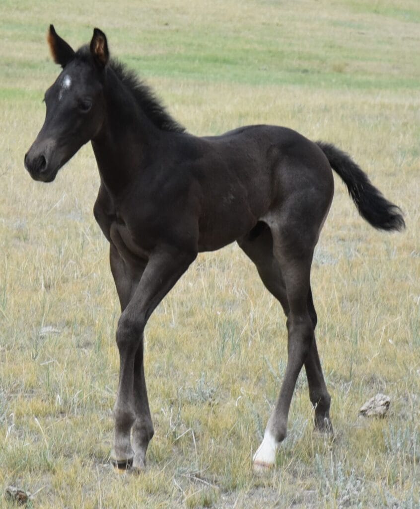 A Vintage Smoke and Colonel Doc Bar Chex breeding
