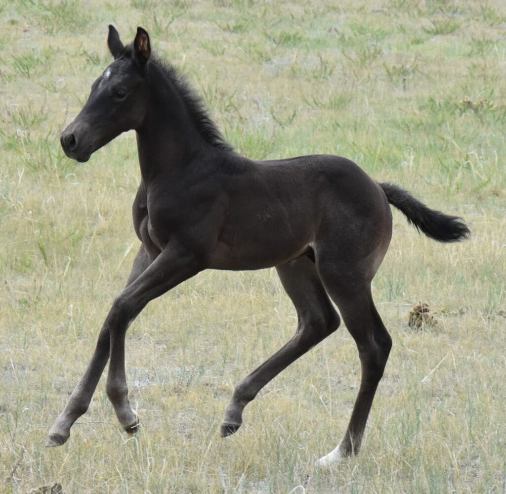 A Vintage Smoke and Colonel Doc Bar Chex breeding