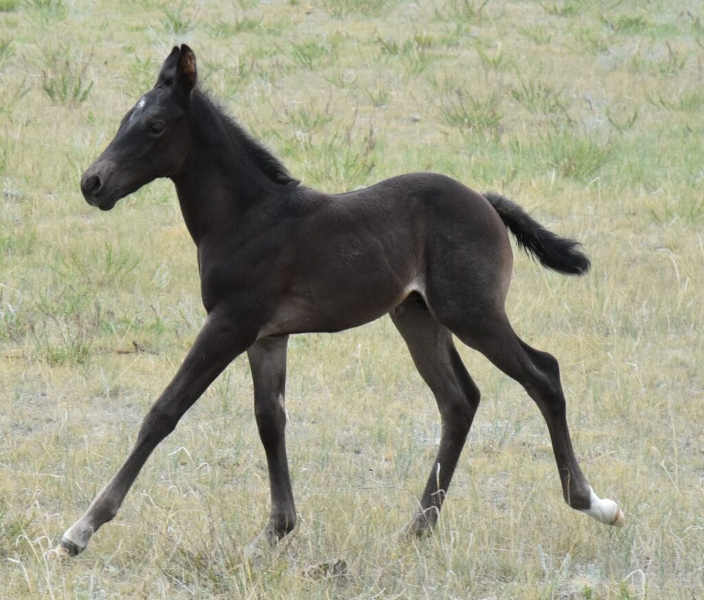 A Vintage Smoke and Colonel Doc Bar Chex breeding