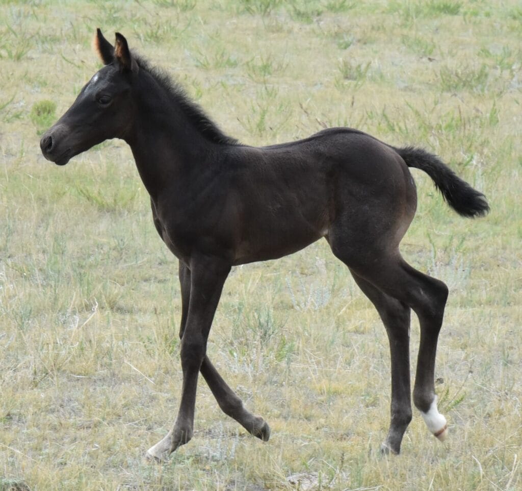 A Vintage Smoke and Colonel Doc Bar Chex breeding