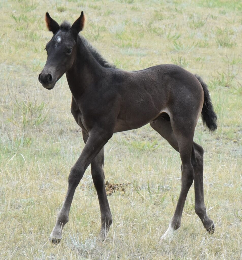 A Vintage Smoke and Colonel Doc Bar Chex breeding