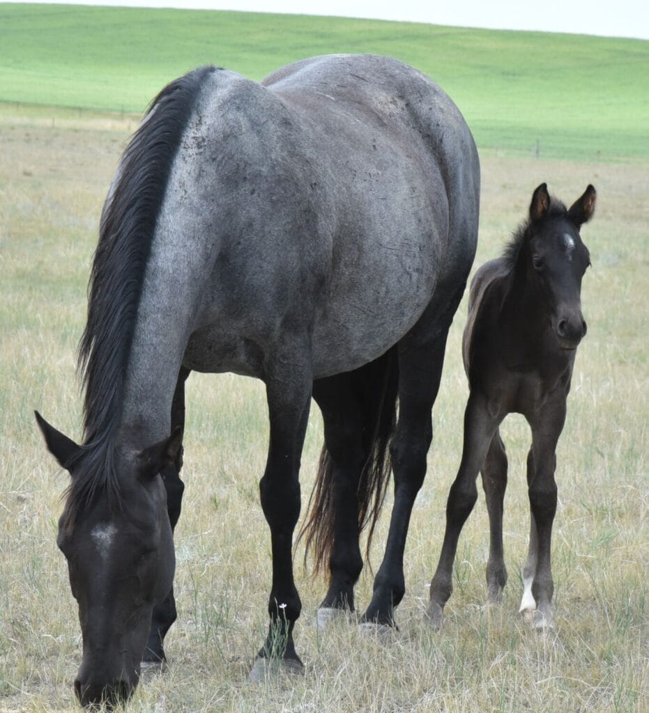 A Vintage Smoke and Colonel Doc Bar Chex breeding