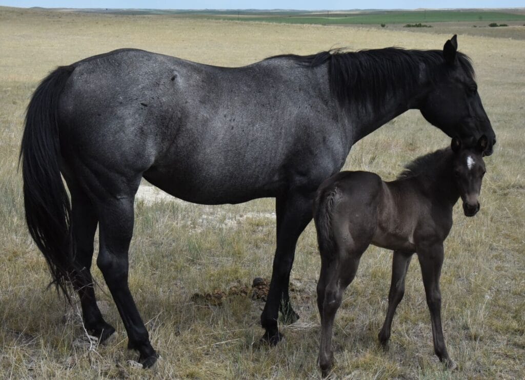 homozygous black and roan