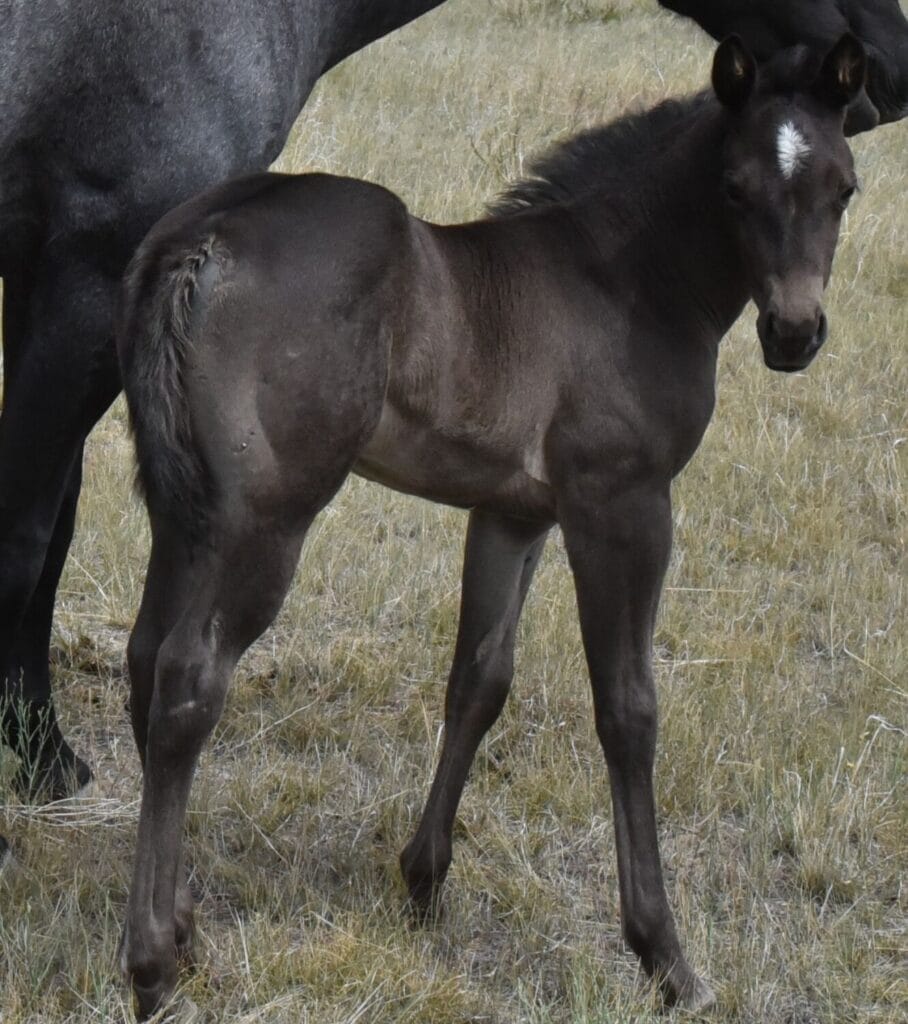 homozygous black and roan