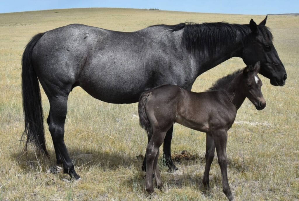 homozygous black and roan