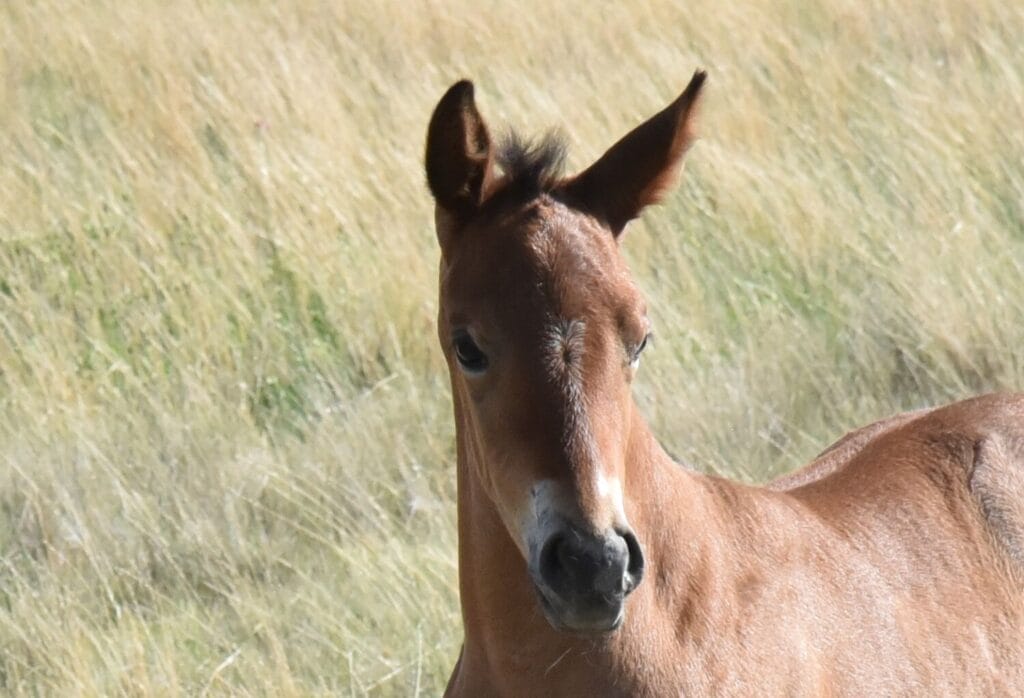 A+ disposition,bay roan filly