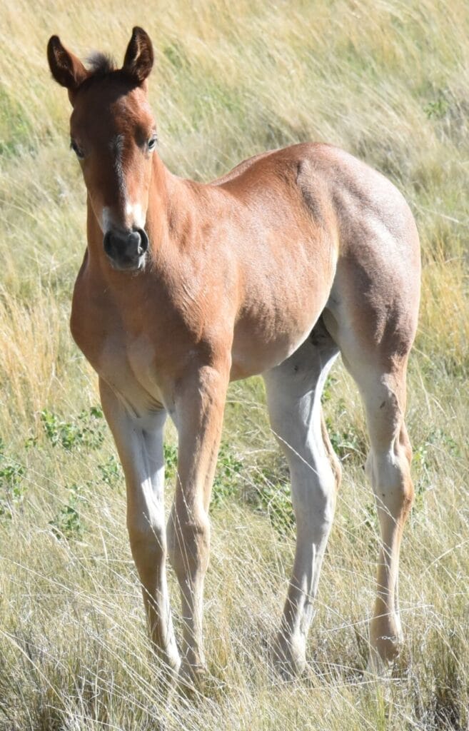 A+ disposition,bay roan filly
