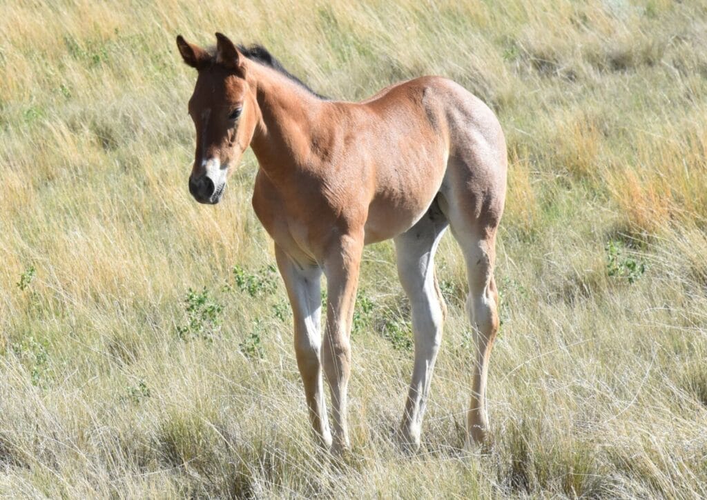A+ disposition,bay roan filly