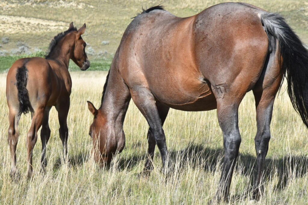 Big strong bay roan roping prospect.