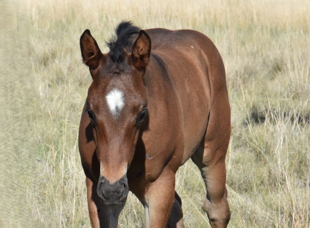 Big strong bay roan roping prospect.