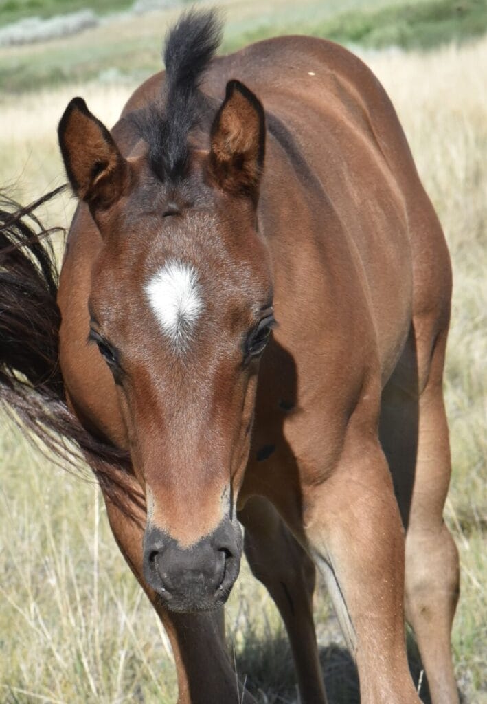 Big strong bay roan roping prospect.