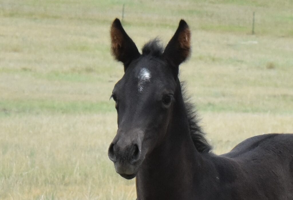 A Vintage Smoke and Colonel Doc Bar Chex breeding