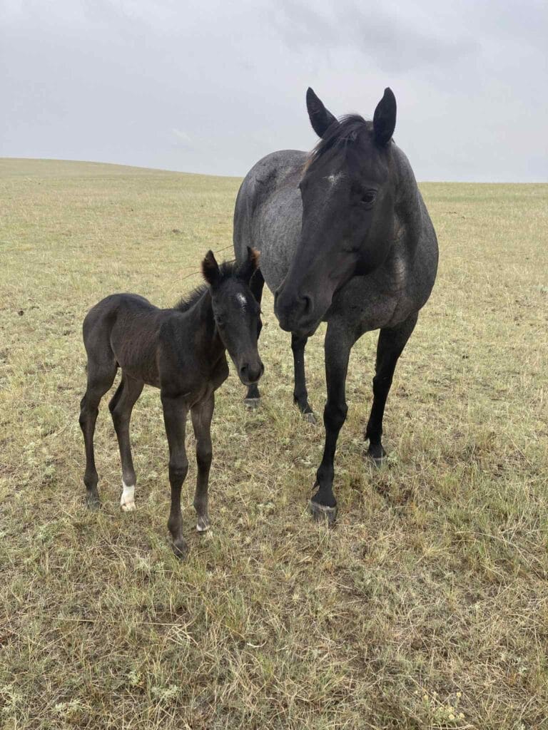 A Vintage Smoke and Colonel Doc Bar Chex breeding