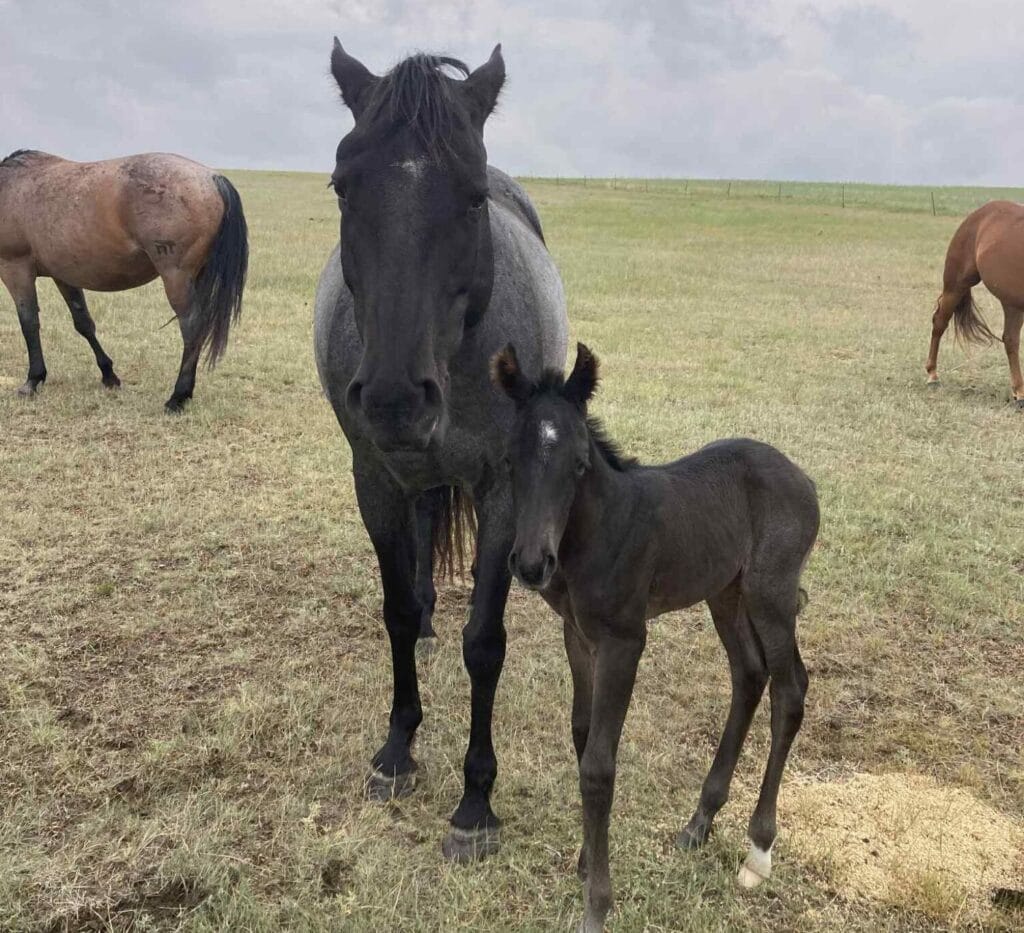A Vintage Smoke and Colonel Doc Bar Chex breeding