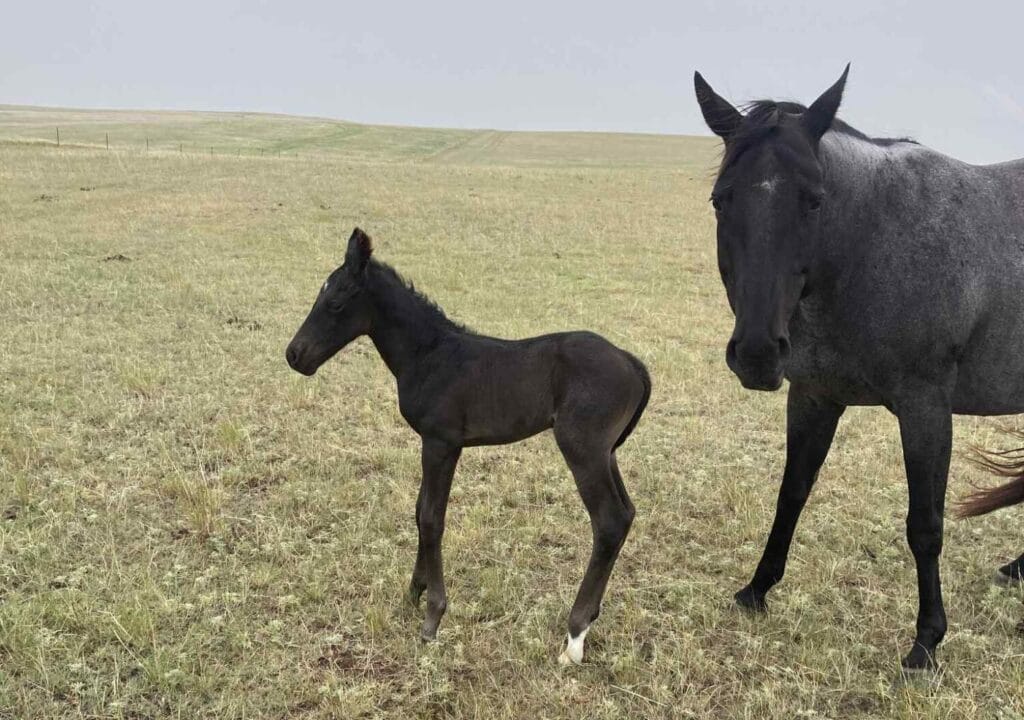 A Vintage Smoke and Colonel Doc Bar Chex breeding