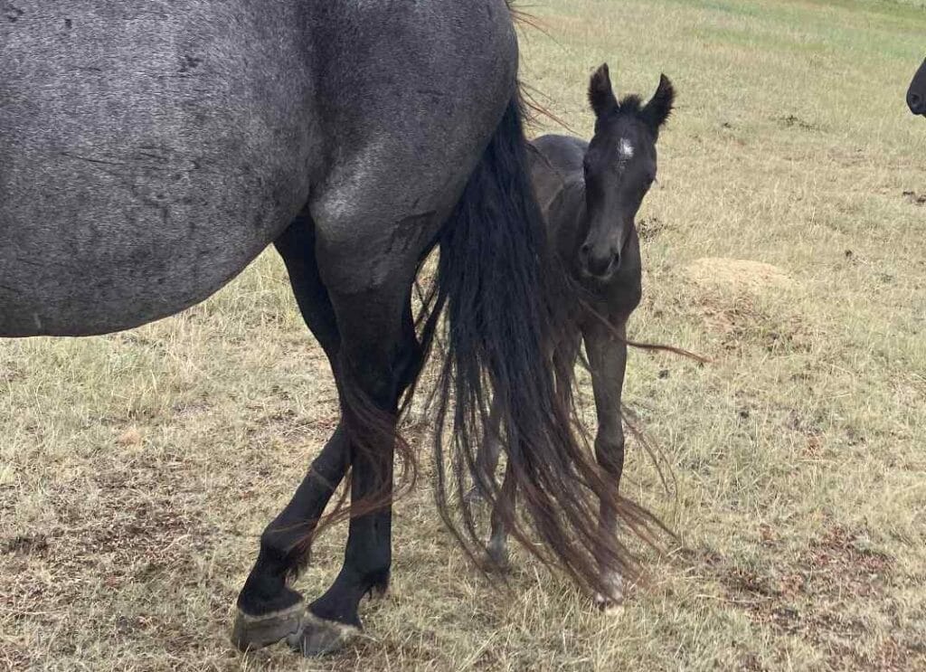 A Vintage Smoke and Colonel Doc Bar Chex breeding