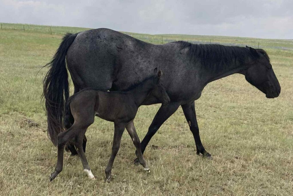 A Vintage Smoke and Colonel Doc Bar Chex breeding