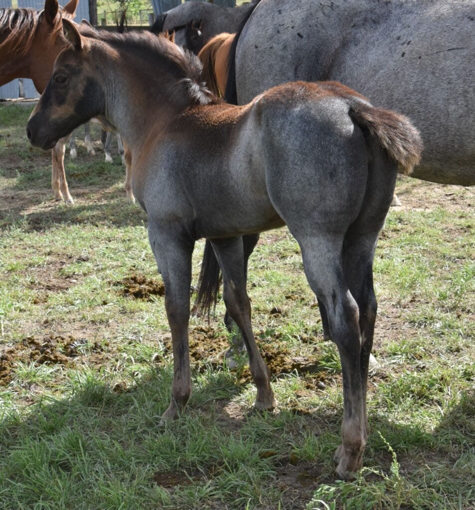 homozygous black and roan