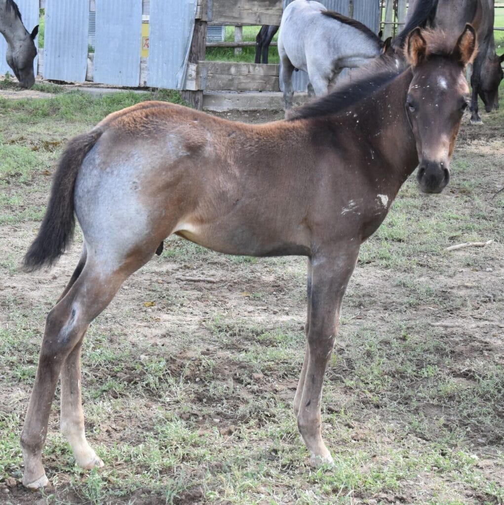 A Vintage Smoke and Colonel Doc Bar Chex breeding