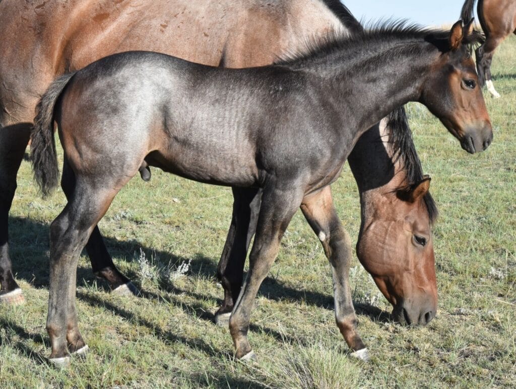 Big strong bay roan roping prospect.