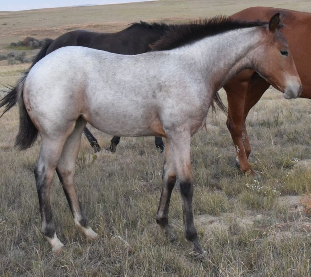 A+ disposition,bay roan filly