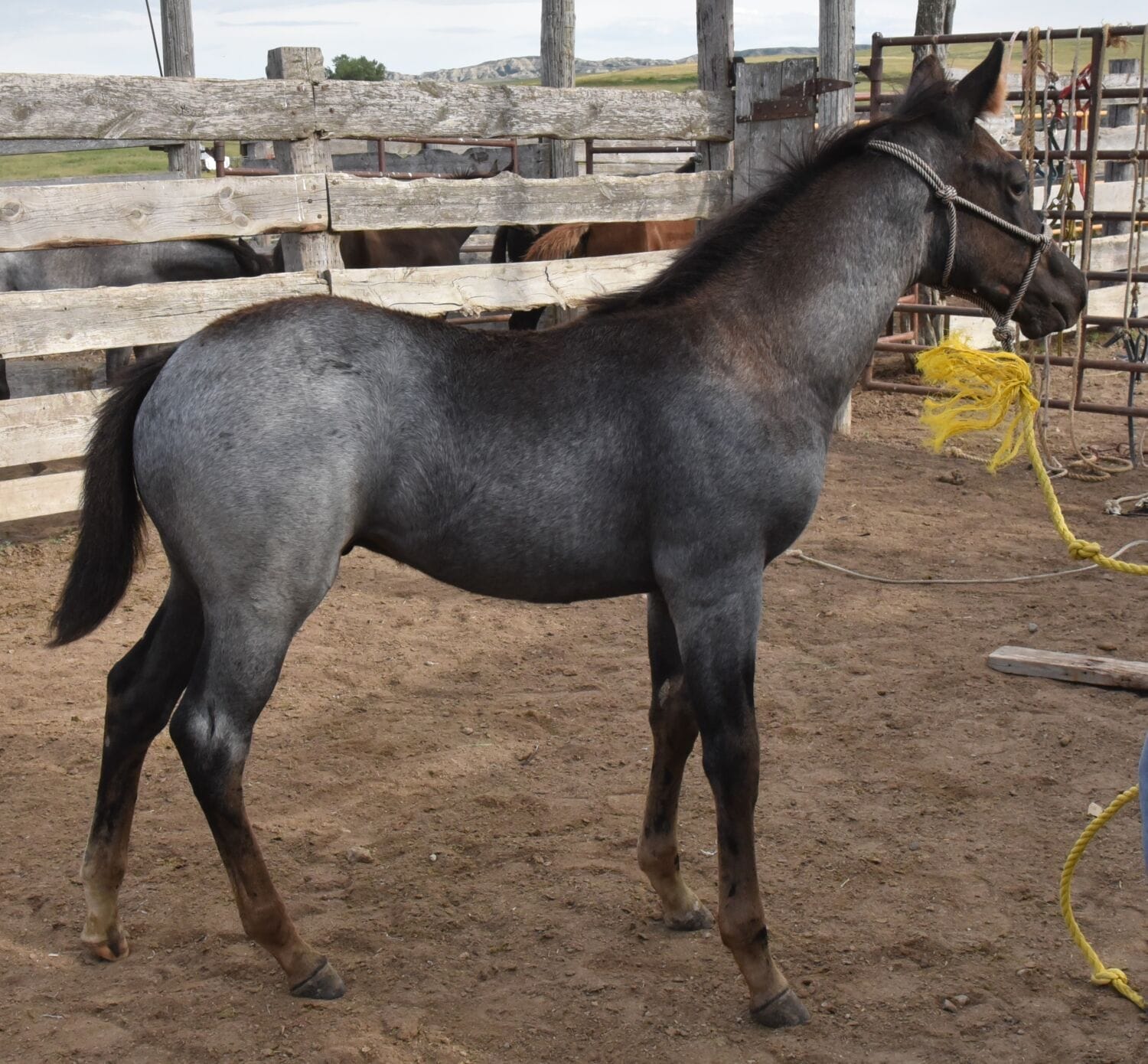 MRI Stick It To Ya (Sticker)