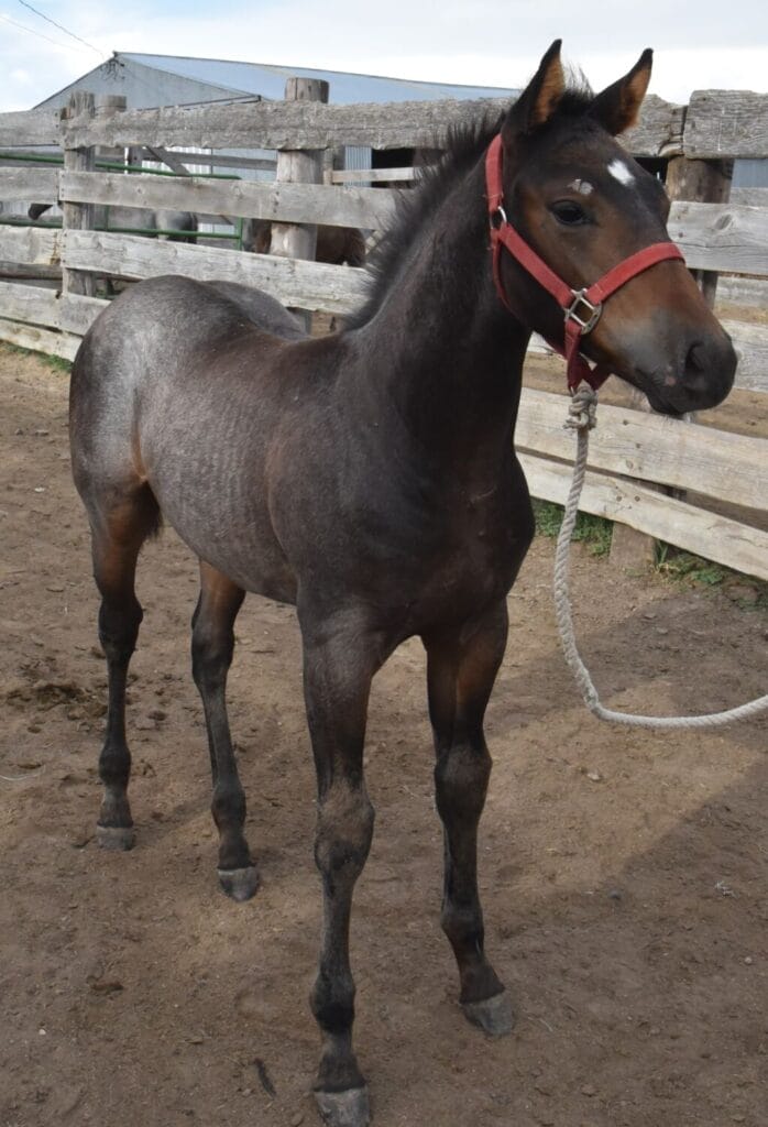 Big strong bay roan roping prospect.