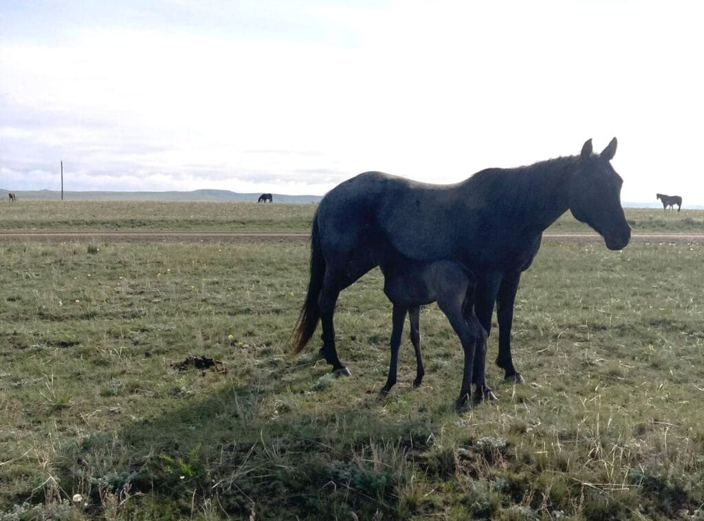 Cowbred Blue Roan Filly