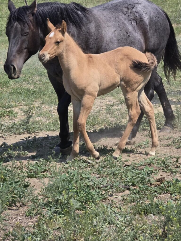 AVS grandson,AQHA Ranching Heritage eligible,Dun colt,A Vintage Smoke grandson