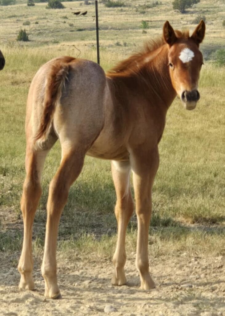 Red roan filly with smarts and speed,AQHA Ranching Heritage eligible,eligible to be enrolled in Future Fortunes and 5-State Breeders Futurity