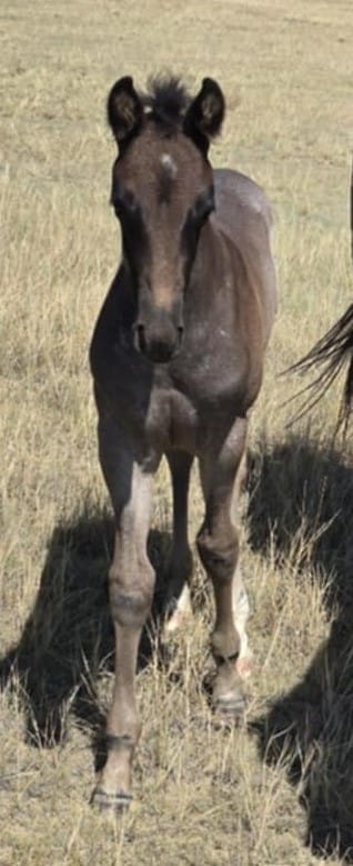 performance prospect deluxe!,Blue Roan Stud colt,AQHA Ranching Heritage eligible