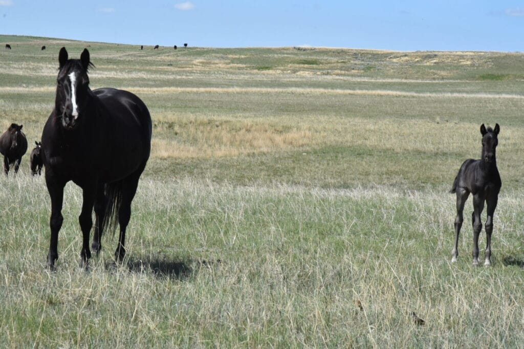 performance prospect deluxe!,Blue Roan Stud colt,AQHA Ranching Heritage eligible