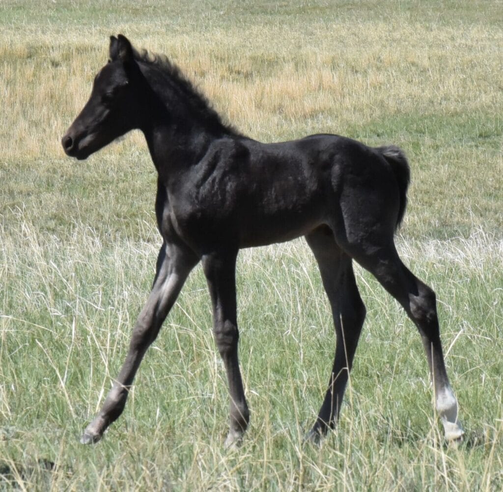 performance prospect deluxe!,Blue Roan Stud colt,AQHA Ranching Heritage eligible