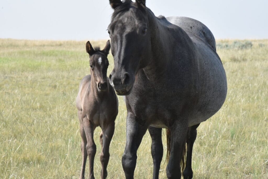 Cowbred Blue Roan Filly