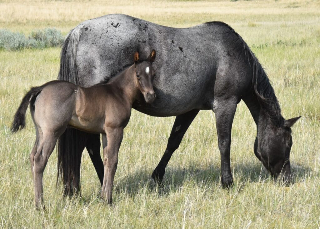 Cowbred Blue Roan Filly