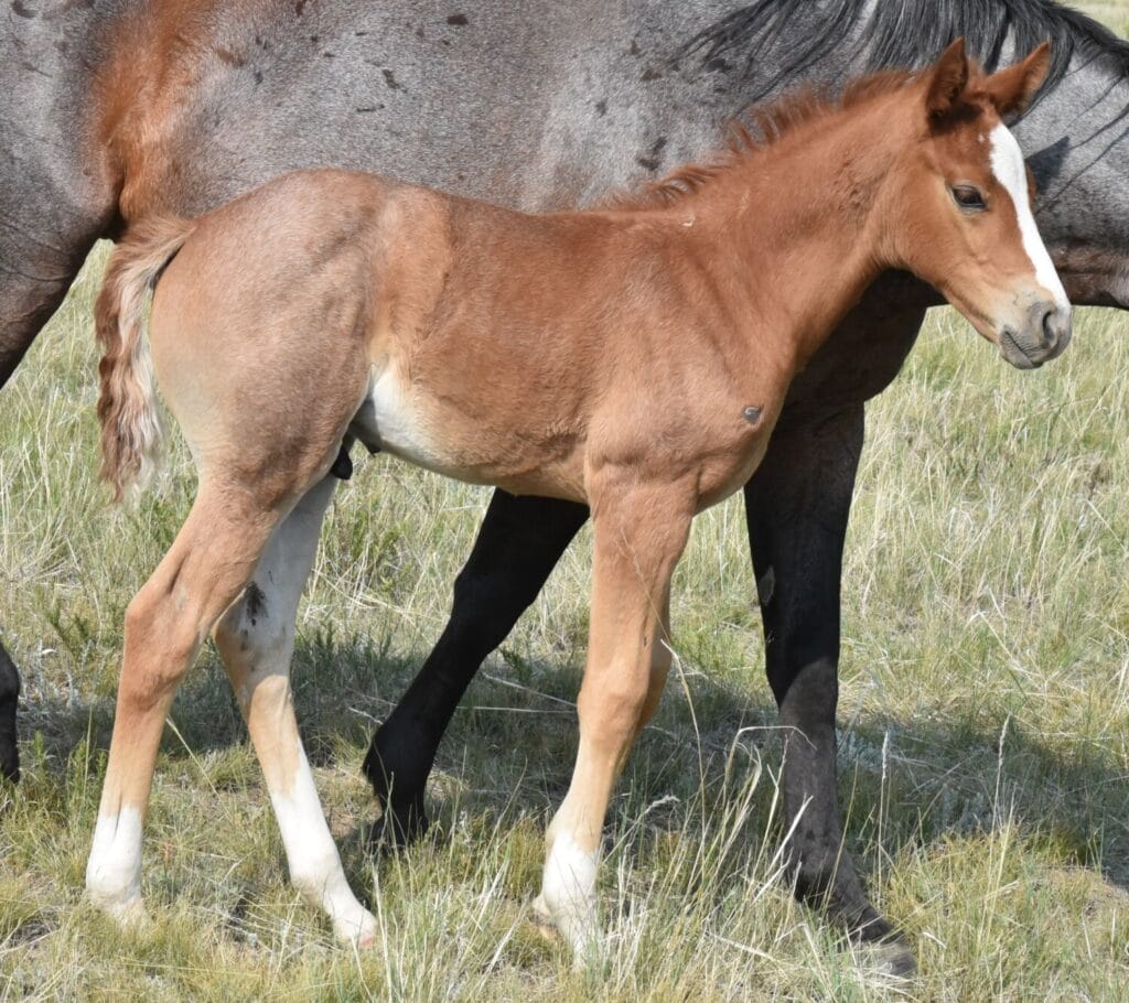 stunning red roan