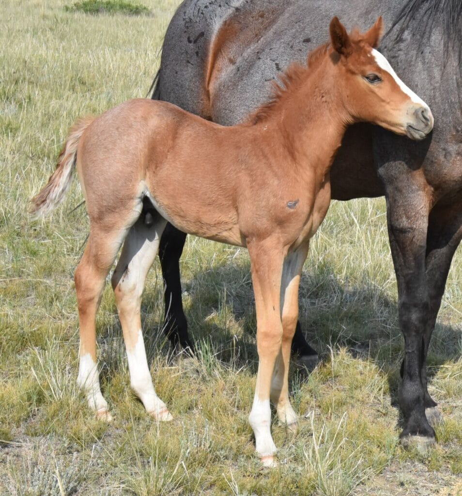 stunning red roan