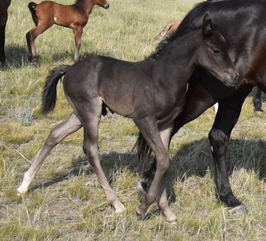 performance prospect deluxe!,Blue Roan Stud colt,AQHA Ranching Heritage eligible