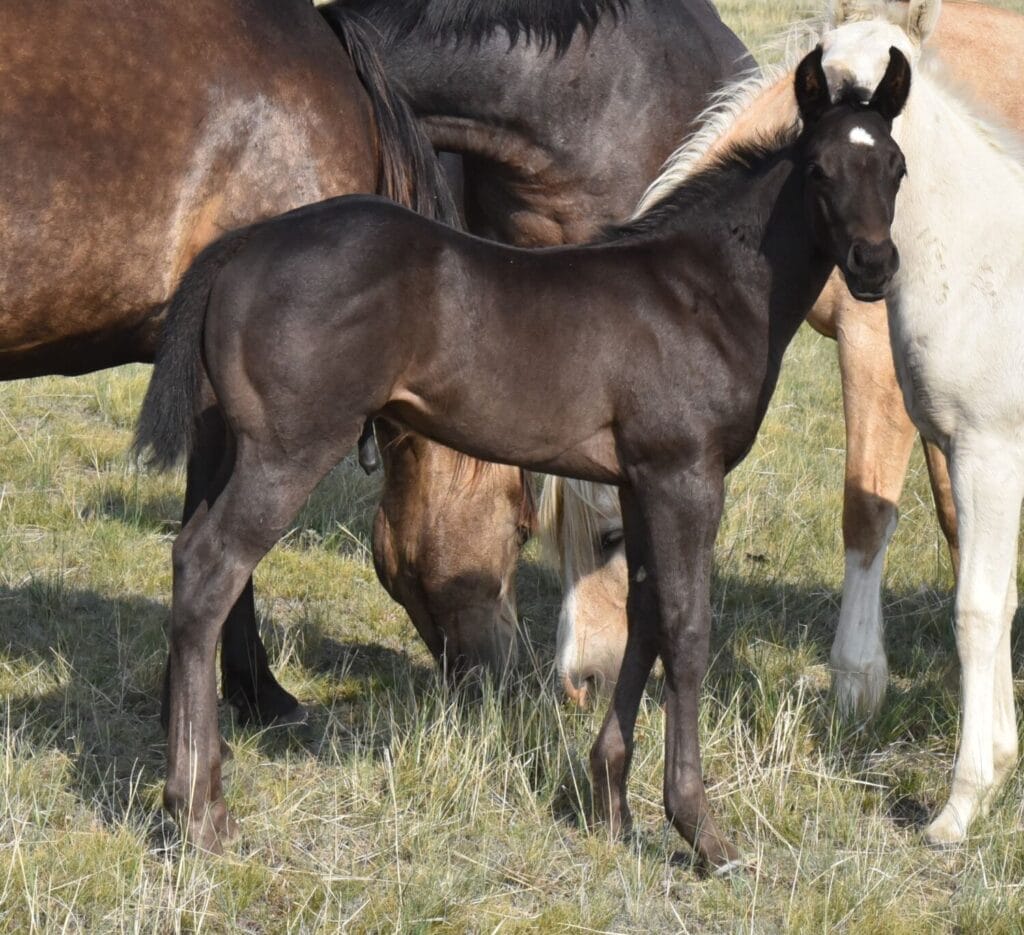 Deep,beautiful,balanced colt